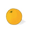Ripe juicy orange. Still-life from fruit.. Hand drawn ill