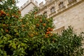 Ripe juicy oranges hanging heavily on branches of orange tree Royalty Free Stock Photo