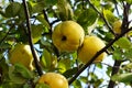 Ripe juicy organic natural quince apples on the tree