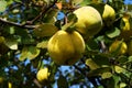 Ripe juicy organic natural quince apples on the tree