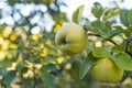 Ripe juicy organic natural quince on the tree at fall