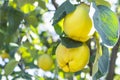 Ripe juicy organic natural quince on the tree at fall