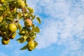 ripe juicy organic pear fruit close-up on a pear tree, harvesting an agricultural pear plant, hand picking fruit, garden