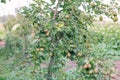 ripe juicy organic pear fruit close-up on a pear tree, harvesting an agricultural pear plant, hand picking fruit, garden