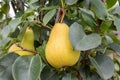 ripe juicy organic pear fruit close-up on a pear tree, harvesting an agricultural pear plant, hand picking fruit, garden
