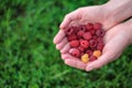 ripe juicy organic raspberry berries close-up, harvesting of agricultural raspberry plant, manual berry picking, garde Royalty Free Stock Photo