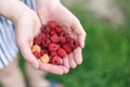 ripe juicy organic raspberry berries close-up, harvesting of agricultural raspberry plant, manual berry picking, garden Royalty Free Stock Photo