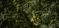 Ripe juicy pears on a tree in a  orchard Royalty Free Stock Photo
