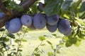 Ripe juicy plums on hanging from branch with green leafs. Royalty Free Stock Photo