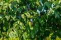 Ripe juicy plums ready for picking. Royalty Free Stock Photo