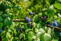 Ripe juicy plums ready for picking. Royalty Free Stock Photo