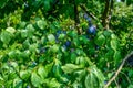 Ripe juicy plums ready for picking. Royalty Free Stock Photo