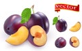 Ripe juicy plums on a white background vector high detail. Plums, isolated on white background. Royalty Free Stock Photo