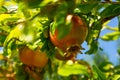 Ripe juicy pomegranates in the garden close-up. Pomegranate fruits ripen on the tree Royalty Free Stock Photo