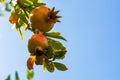 Ripe juicy pomegranates in the garden close-up. Pomegranate fruits ripen on the tree Royalty Free Stock Photo