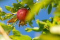 Ripe juicy pomegranates in the garden close-up. Pomegranate fruits ripen on the tree Royalty Free Stock Photo