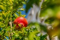 Ripe juicy pomegranates in the garden close-up. Pomegranate fruits ripen on the tree Royalty Free Stock Photo