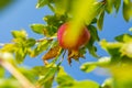 Ripe juicy pomegranates in the garden close-up. Pomegranate fruits ripen on the tree Royalty Free Stock Photo