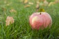 Ripe juicy ÃÂ°pple on green grass Royalty Free Stock Photo