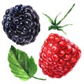 Ripe juicy raspberry and blackberry with leaf and stem, fresh organic berries isolated, hand drawn watercolor