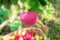 A ripe juicy red apple hangs on a branch, below, near the apple tree, there is a wicker basket with a harvest of apples