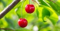 Ripe juicy red cherries on a tree in sunny weather_ Royalty Free Stock Photo