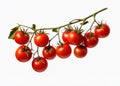 Ripe juicy red cherry tomatoes on a branch. isolate on white background