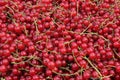 Ripe and juicy red currant berries Royalty Free Stock Photo