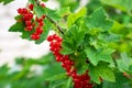 Ripe and juicy red currant berries latin Ribes Rubrum on a branch in the garden Royalty Free Stock Photo