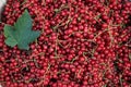 Ripe and juicy red currant berries Royalty Free Stock Photo