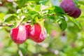 Ripe juicy red plums on a tree branch in the garden Royalty Free Stock Photo