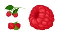 Ripe and Juicy Red Raspberry as Edible Fruit with Sweet Flavor Vector Set