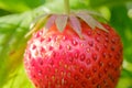 ripe juicy red strawberries close-up on a green blurred background Royalty Free Stock Photo