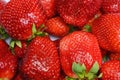 Juicy ripe red strawberries on a white background Royalty Free Stock Photo