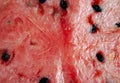 Ripe, juicy, red, sweet, flesh of watermelon close-up. Seedless watermelon background. Macro. Cut of red of berry, pulp texture. Royalty Free Stock Photo