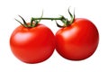 Ripe juicy red tomatoes on a branch. isolate on white background