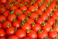 Ripe juicy tomatoes in box