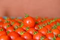 Ripe juicy tomatoes in box