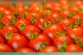 Ripe juicy tomatoes in box