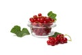 Ripe juicy redcurrant berries lie in a glass plate with leaves on a white background Royalty Free Stock Photo