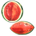 Ripe juicy striped watermelon, citrullus lanatus, cut sliced, top view, isolated, hand drawn watercolor illustration on