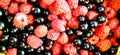 Ripe juicy summer berries of raspberries and currants closeup
