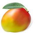 Ripe juicy sweet mango leaf one Royalty Free Stock Photo