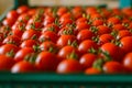 Ripe juicy tomatoes in box