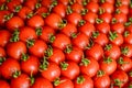 Ripe juicy tomatoes in box