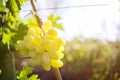 Ripe juicy white grapes on vine in the garden Royalty Free Stock Photo