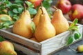 Ripe juicy yellow pears in a wooden box on a rustic background. Fruit garden harvesting concept. Royalty Free Stock Photo