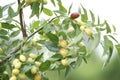 Ripe jujube.