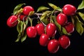 Ripe Jujube Ziziphus fruit on tree branch on black background. Sweet and nutritious. Chinese red date fruit. Perfect for