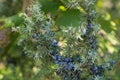 Ripe juniper berries on twig macro Royalty Free Stock Photo